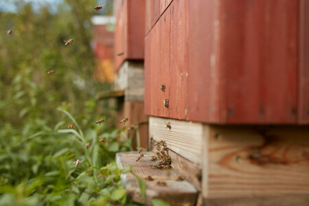 Bienenstock auf Haus Bürgel, Foto: Thomas Lison